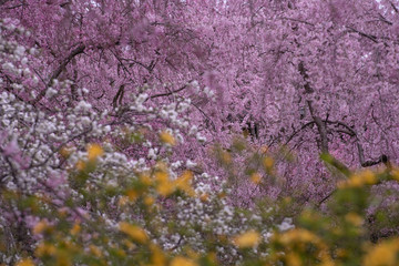 原谷苑　八重紅枝垂桜