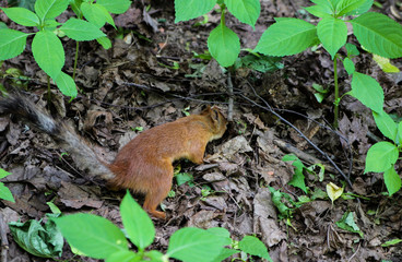 Red squirrel looking for nuts in dry fallen leaves