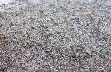 Ice on the ground. Frozen grass and leaves.