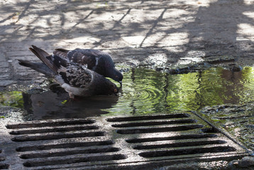 Doves near the drain grate