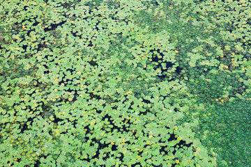 Leaves of lilies and caltrops on the water