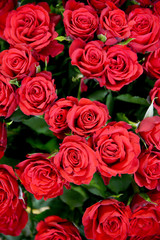 Obraz premium bouquet of red roses