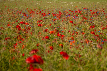 Rotes Meer