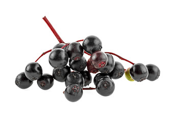 Small branch of black elderberry fruit on a white background