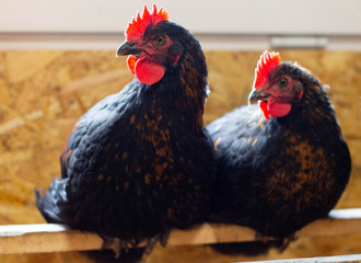 Hens in hen house sitting on perch