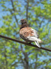 Brown Pigeon. Sunny Spring Day. Selective focus