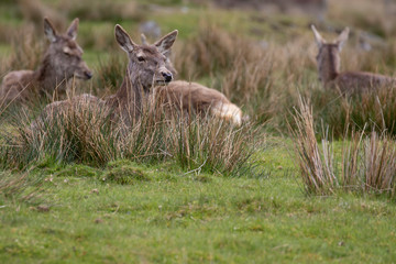 Red Deer, Cervus elaphus, stag and fawn resting amongst/eating grass heathland in Scotland during spring/May.
