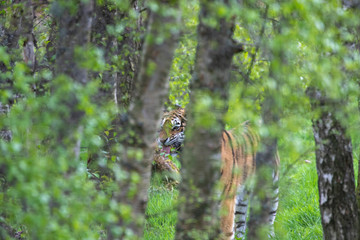Tiger, Panthera tigris, camouflaged while walking amongst the leaves and grass of a woodland during spring.