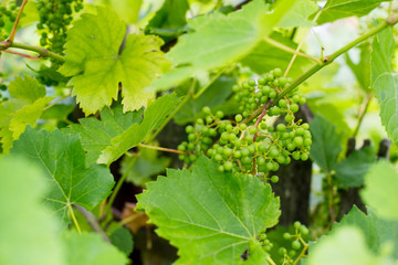 Unripe grapes