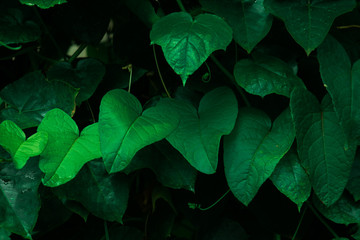 green leaf nature background, dark tone