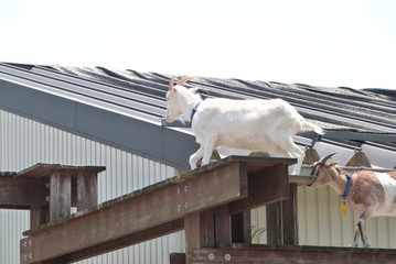 高所を歩くヤギ