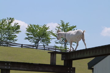 高所を歩くヤギ