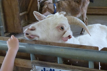 餌をほおばるヤギ