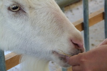 餌をほおばるヤギ