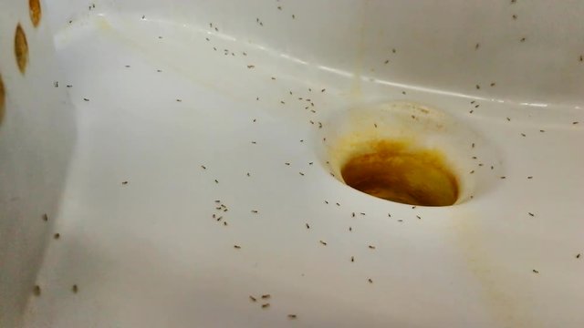 Closeup of ants on men toilet urinal due to sugar in urine, sign of diabetic 