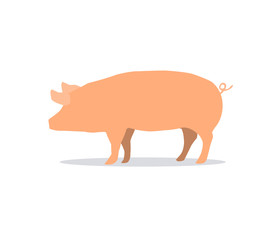 Pig isolated on white background. Side pork picture on white backdrop.