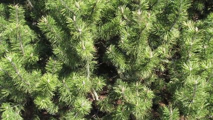 green pine branch with cones
