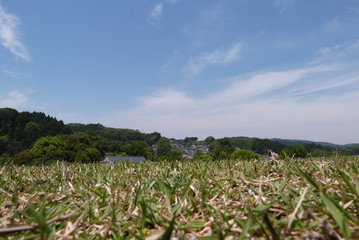 牧草と空