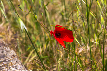 roter Klatschmohn am Stra&szlig;enrand