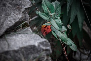 Plants on stone 
