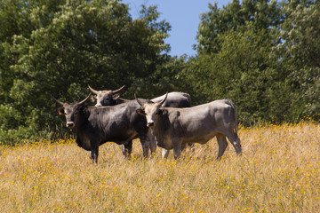 Chianina Rinder auf einer Weide in der Toskana