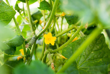 Growing the cucumbers