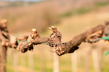 Pruned vines in early spring in vineyard