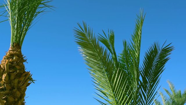Green palm trees isolated on bright blue sky background slowly moving in wind on sunny summer windy day. 