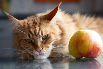 pensive red mainecoon cat lying on a glass table near an big apple