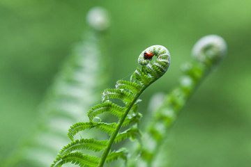 The ladybug hid in the curl of fern 