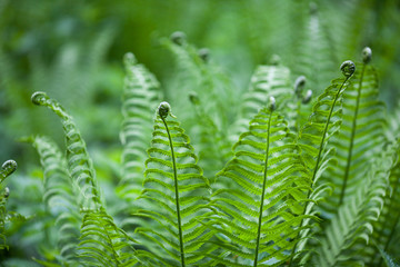 The young forest fern in May looks very unusual with curls at the ends of the leaves