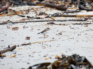 Common Ringed Plover