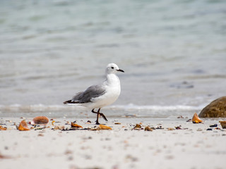 Hartlaub's Gull
