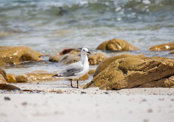 Hartlaub's Gull