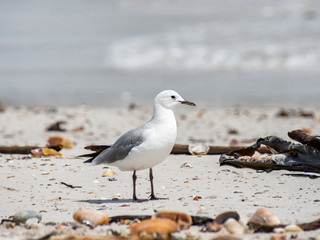 Hartlaub's Gull