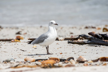 Hartlaub's Gull