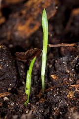 A small plant grows from the ground