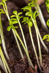 A small plant grows from the ground