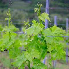 Fototapeta premium Vine branch with blossoms ine early spring in vineyard
