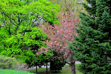 札幌中島公園の桜の風景