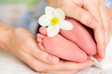 Obraz na płótnie Canvas baby feet in mom's hands beautiful flower concept tenderness care (macro)