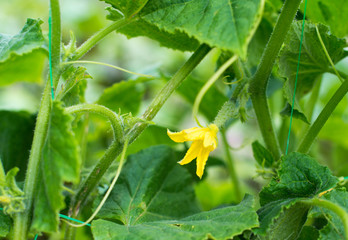 Growing cucumbers