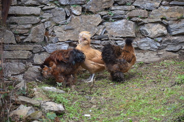 Close up domestic poultry in hen house 