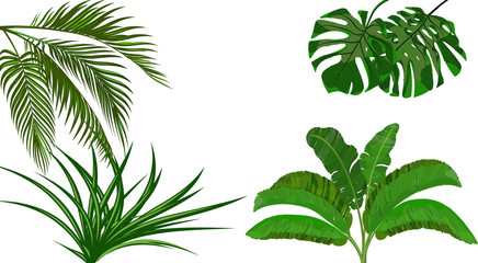 Set. Green leaves of banana, coconut , monstera and ogawa. Bush. Tropical theme. for print, picture or postcard. illustration
