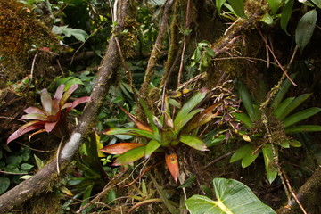 Epiphyte plants in Bosque Nuboso NP near Santa Elena in Costa Rica