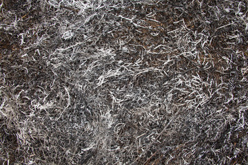 Burnt grass