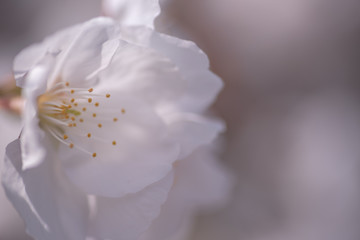 京都　仁和寺　御室桜