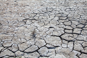 Glasswort on the cracked dry ground.