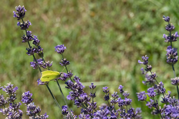 Schmetterling auf Lavendel