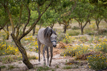 White horse grazing in Sicily